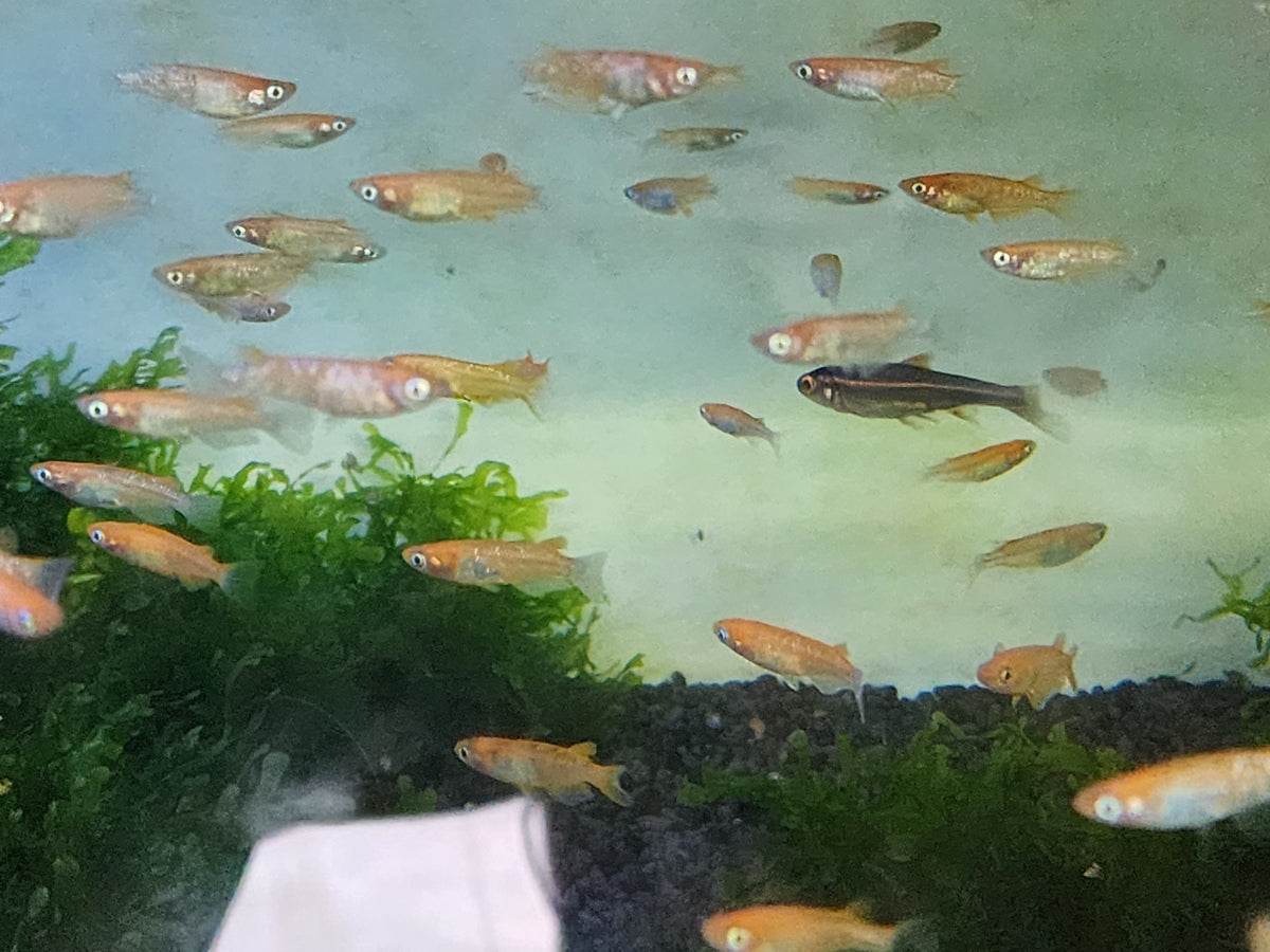Orange Sparkle Medaka Ricefish 0.75-1.00in