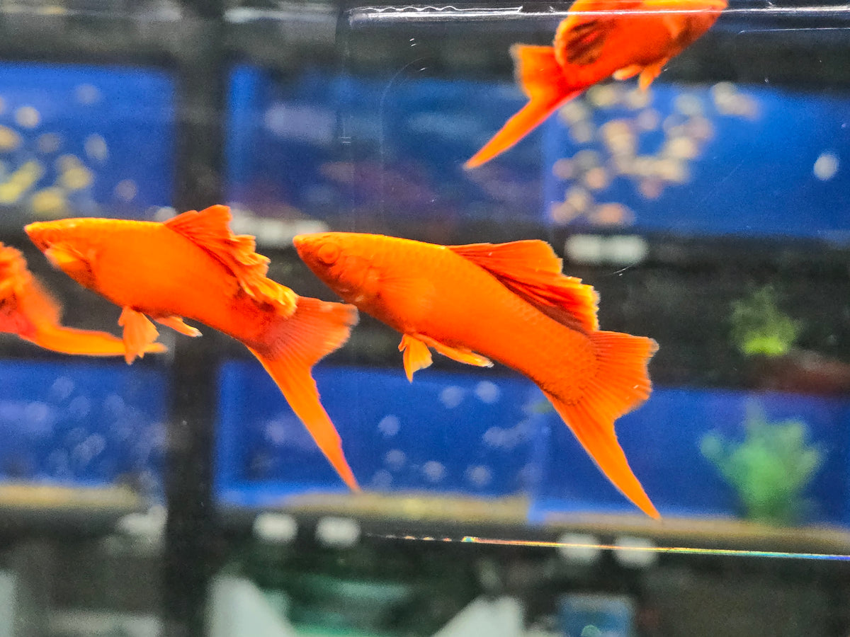 Live Tropical Fish Albino Red Vienna High Fin Cauliflower Swordtail (Xiphophorus hellerii)