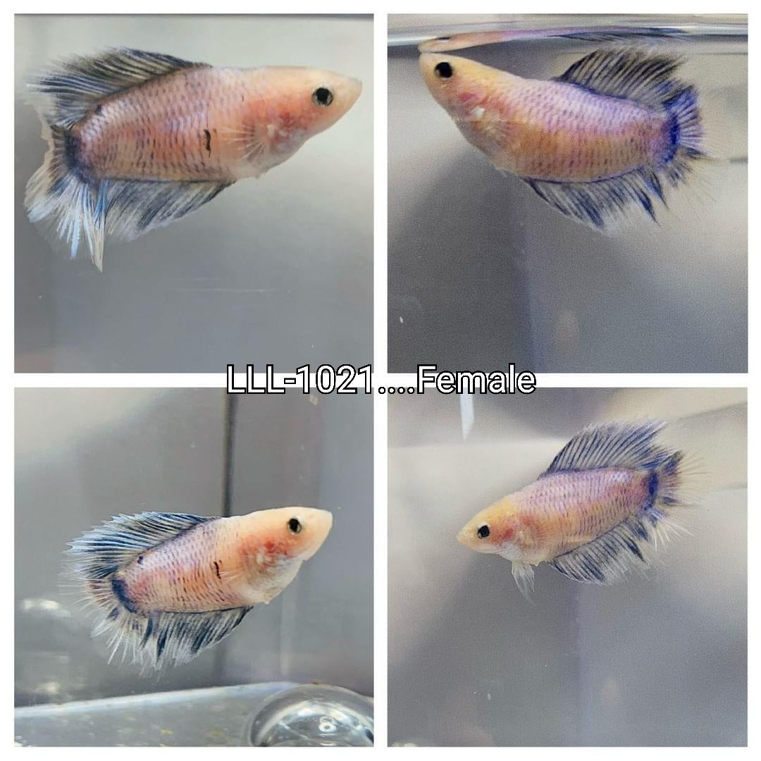 Live Betta Fish Marble Cellophane Double Tail Female Betta (LLL-1021)What you see is what you get!