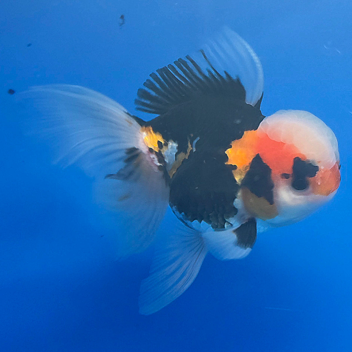 Thai Oranda Tri-Color 3.5” Female(FEB-899)R2A06
