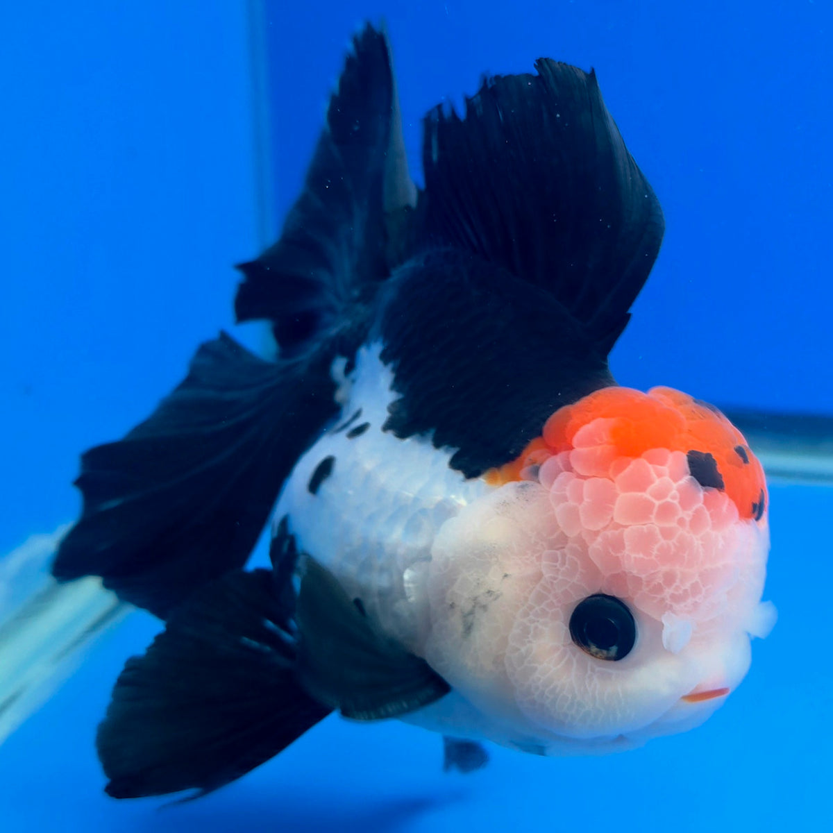 Thai Oranda Tri-Color 3.5” Male(FEB-901)
