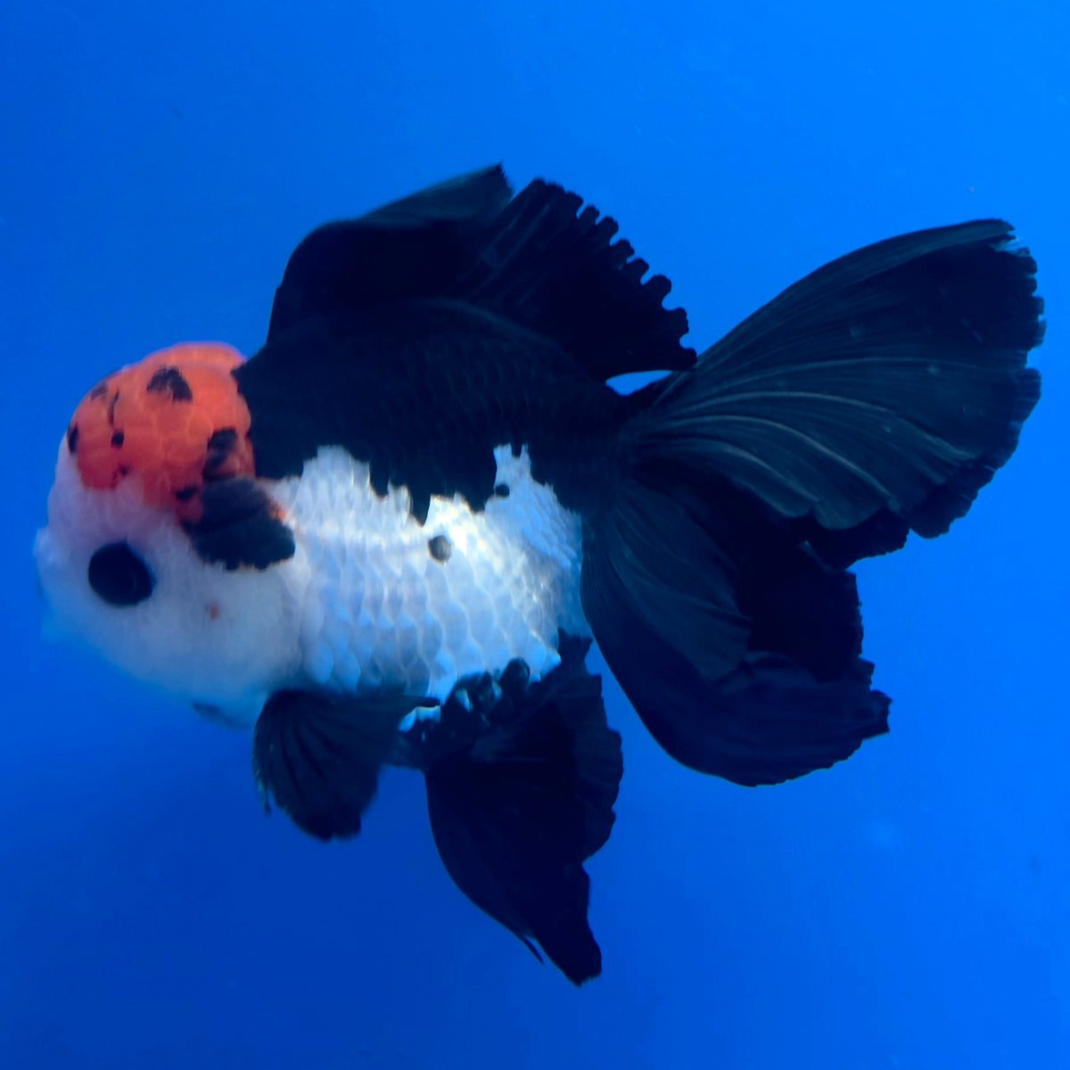 Thai Oranda Tri-Color 3.5” Male(FEB-901)