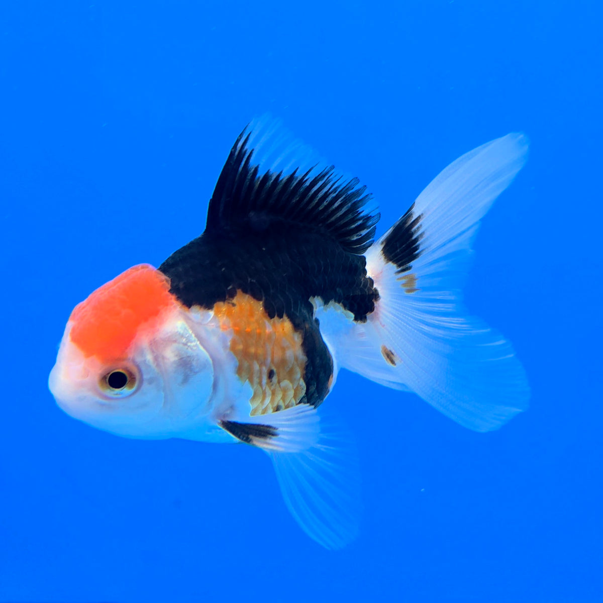 Thai Oranda Tri-Color 2.5" Body Male (FEB-903)R3B20