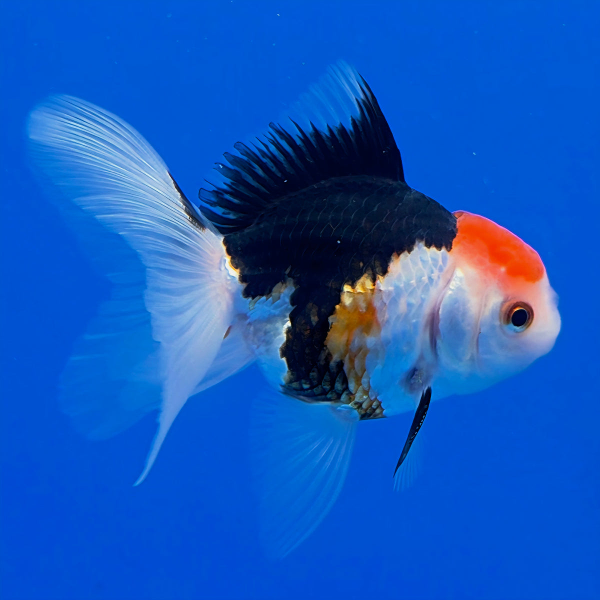 Thai Oranda Tri-Color 2.5" Body Male (FEB-903)R3B20