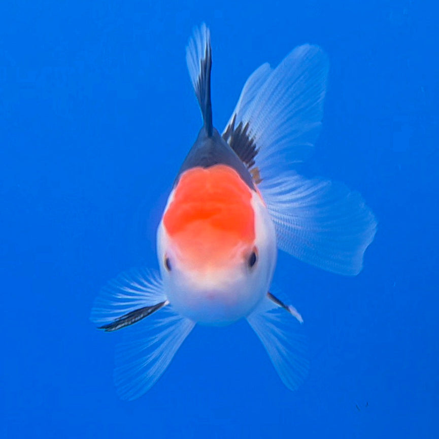 Thai Oranda Tri-Color 2.5" Body Male (FEB-903)R3B20