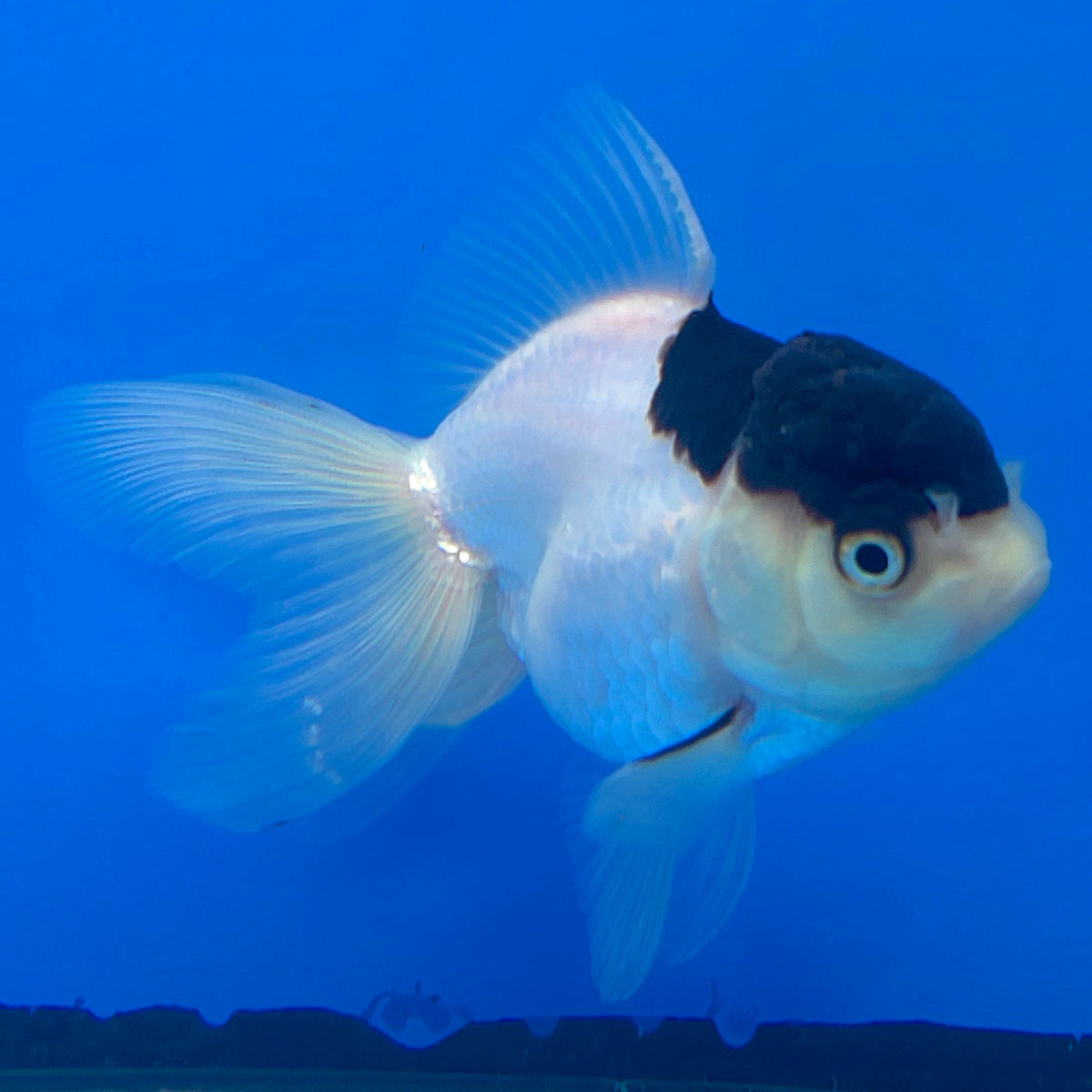 Thai Oranda Panda 2.5" Body Female (FEB-906)R3B20