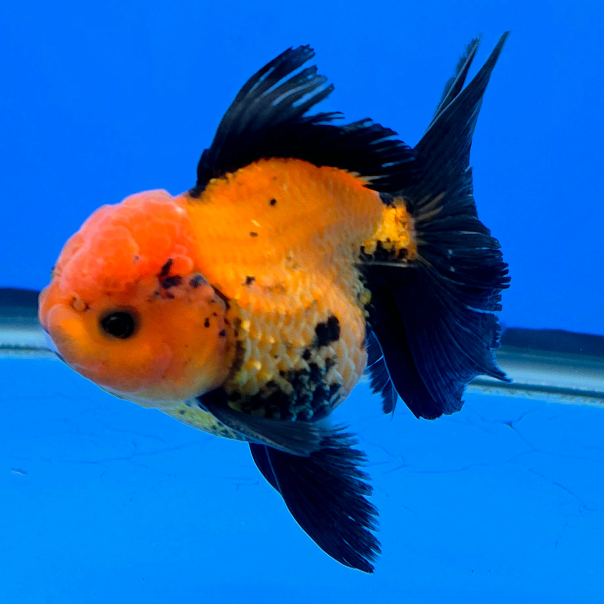 Thai Oranda Apache 3"inch Body Male(FEB-915)R3A07