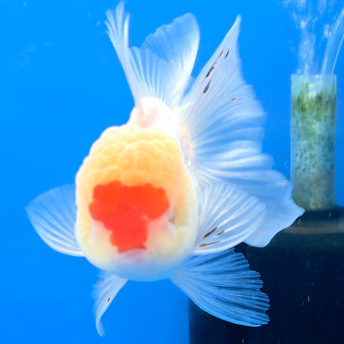 Thai Oranda Red Cap White 3"inch Body Female(FEB-916)R3A07