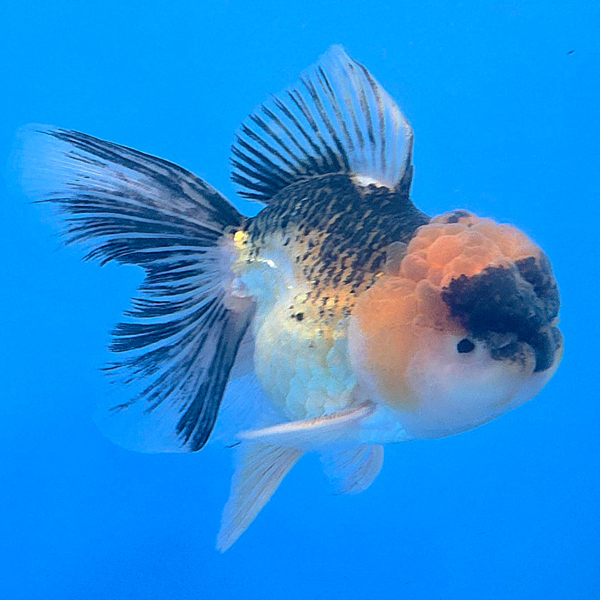 Thai Oranda Gold Apache White 3"inch Body Female(FEB-917)R3A07)