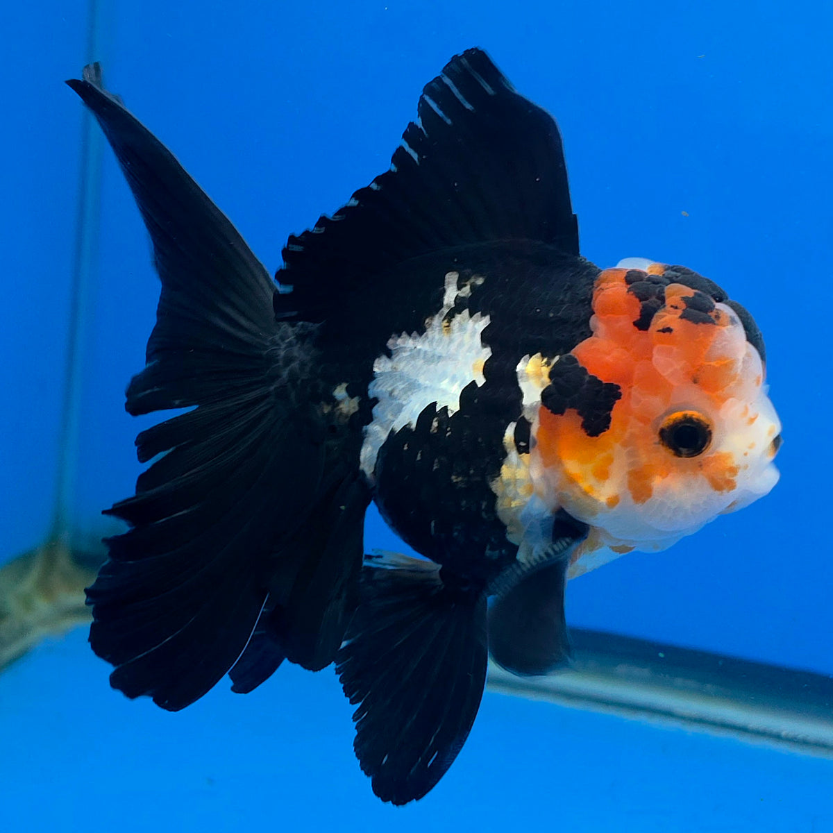 Thai Oranda Tri-Color 3.5"inch Body Male(FEB-920)R3A07)