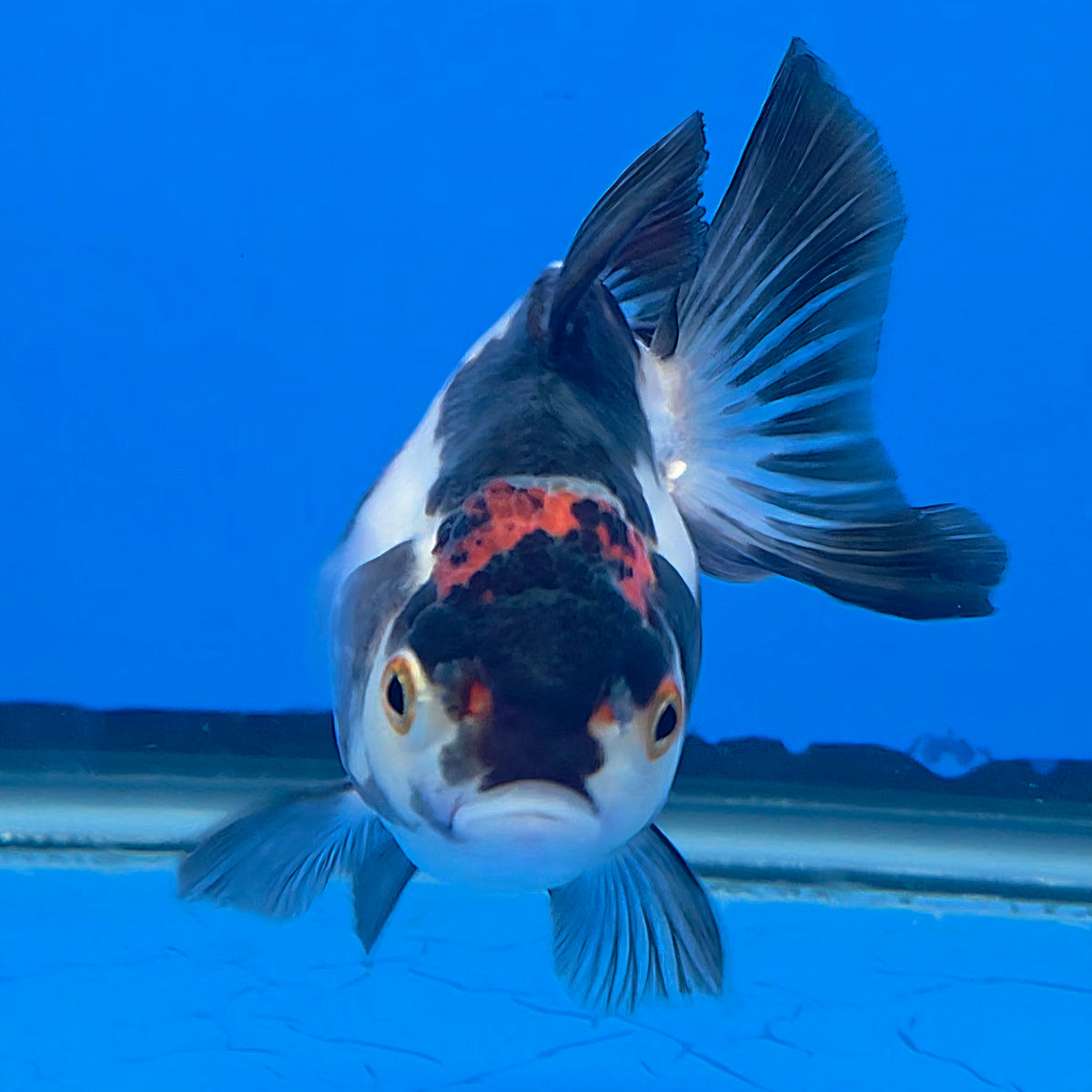 Thai Oranda Tri-Color White 3"inch Body Female(FEB-919)R3A07)