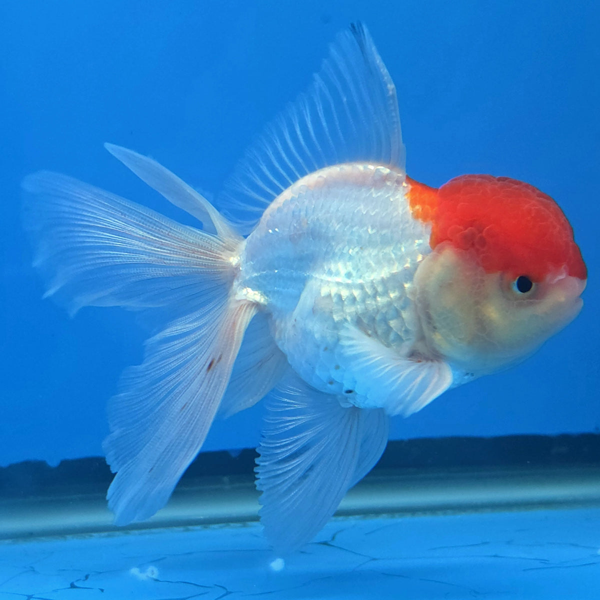 Thai Oranda Red Cap White 3"inch Body Female(FEB-911)R3A09