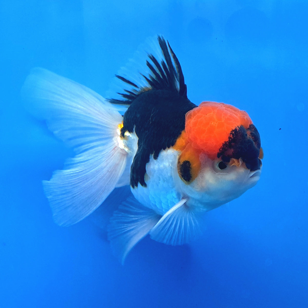Thai Oranda Red Cap Panda 3"inch Body Female(FEB-913)R3A09