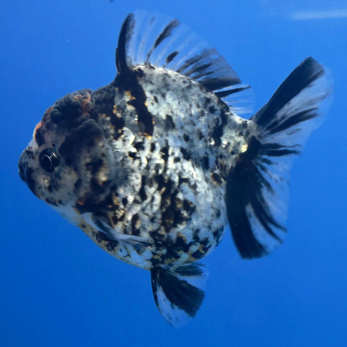 Thai Oranda Granite Tiger Godzilla 3.5 inch Body Male (FEB-929)BLUETUBC
