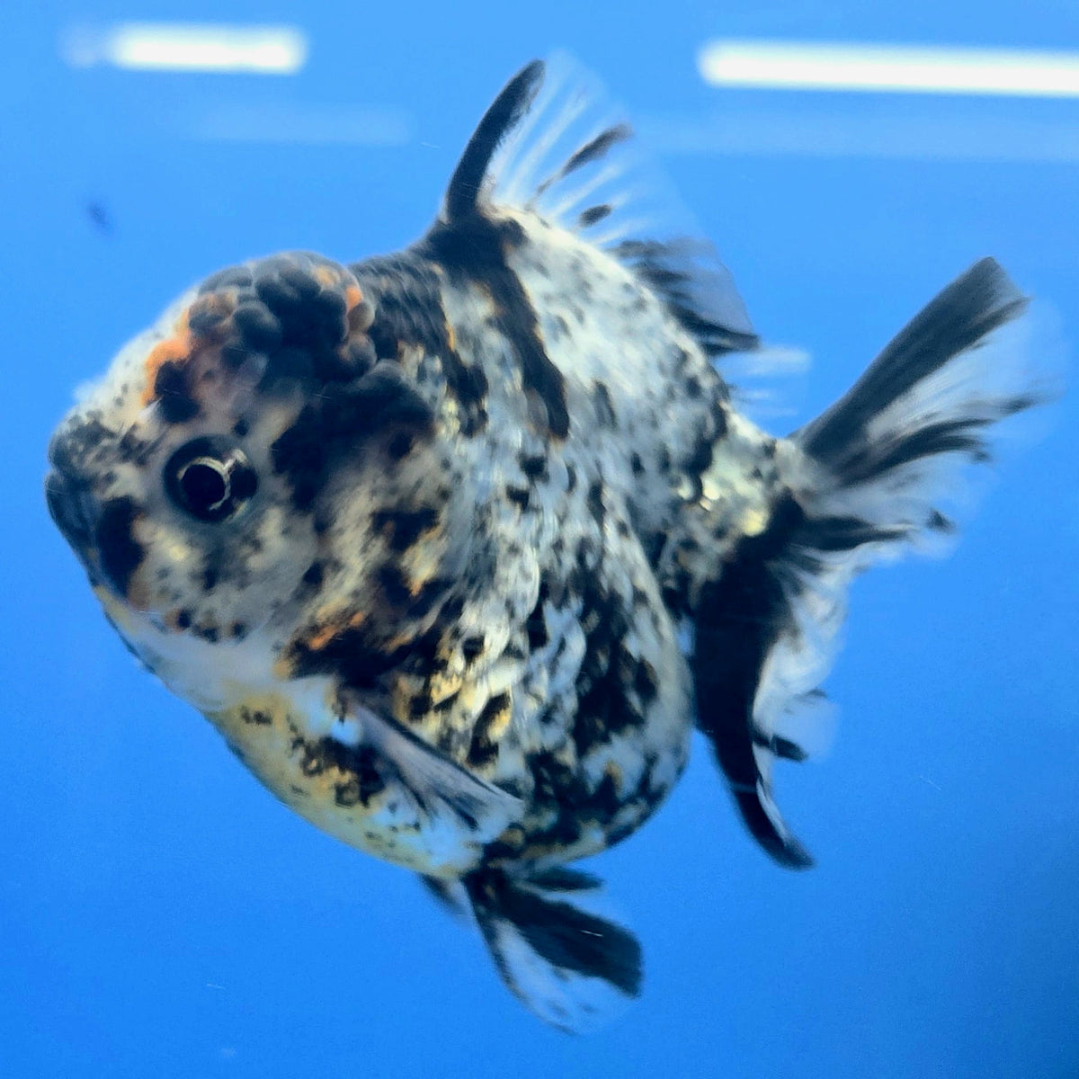 Thai Oranda Granite Tiger Godzilla 3.5 inch Body Male (FEB-929)BLUETUBC