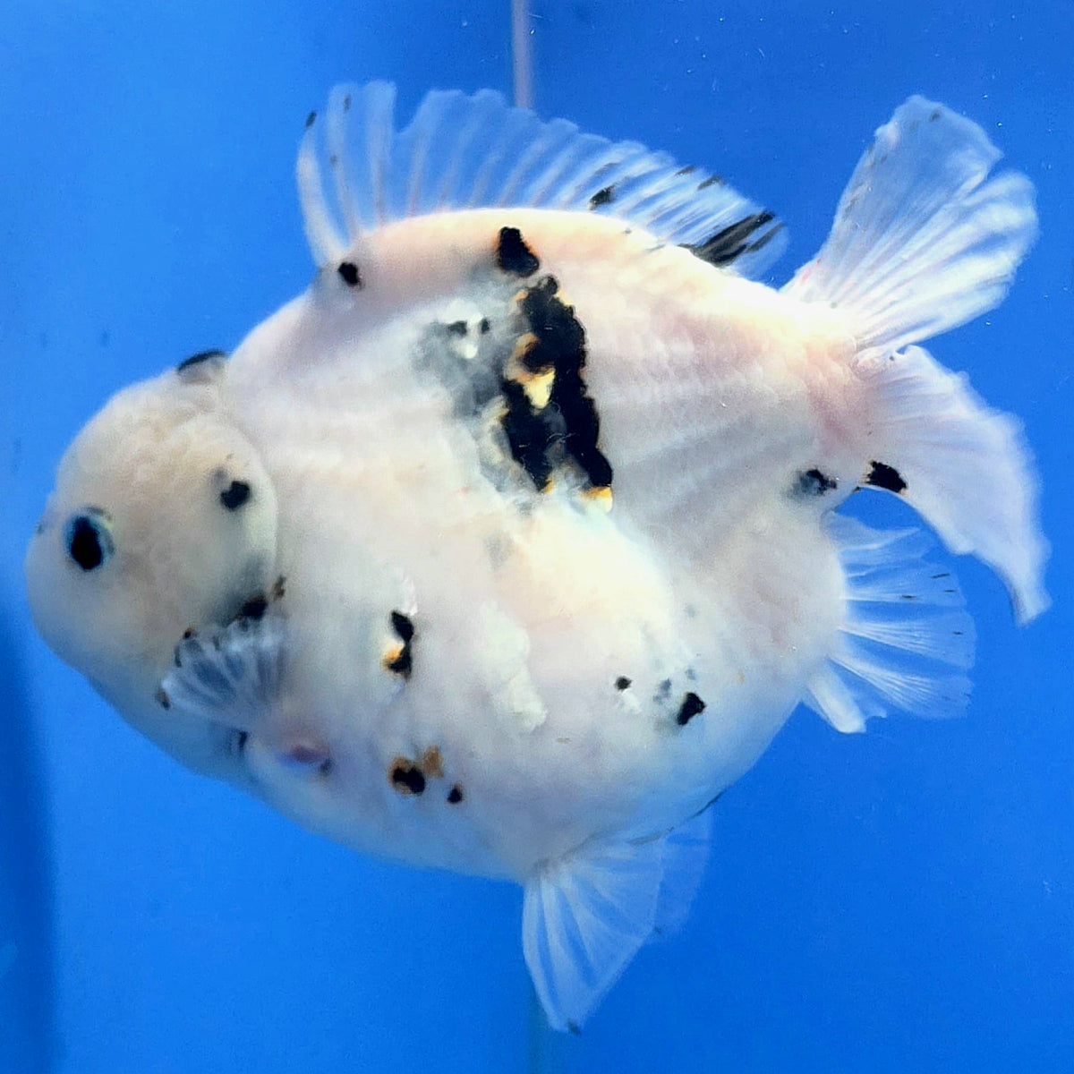 Thai Oranda White Tiger Godzilla 4 inch Body Female (FEB-932)BLUETUBC