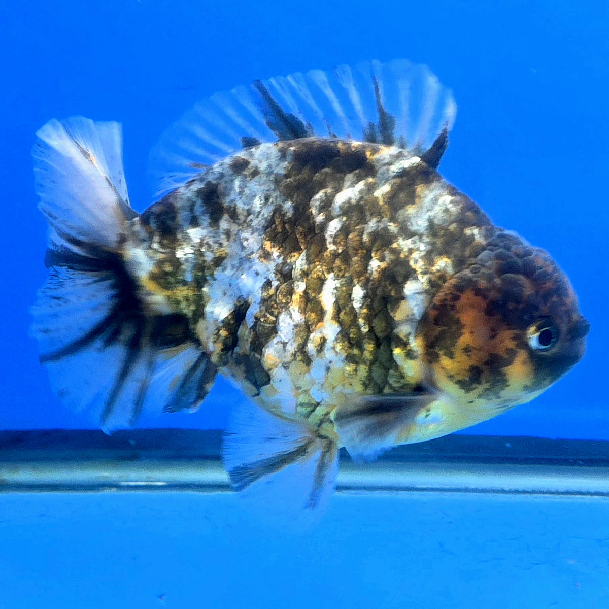Thai Oranda Dark Tiger Godzilla 4 inch Body Female (FEB-933)BLUETUBC
