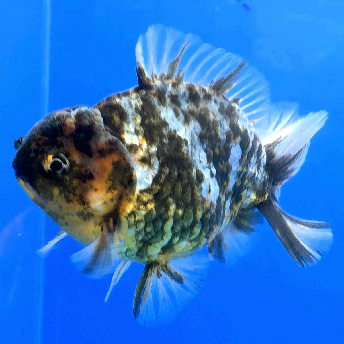 Thai Oranda Dark Tiger Godzilla 4 inch Body Female (FEB-933)BLUETUBC