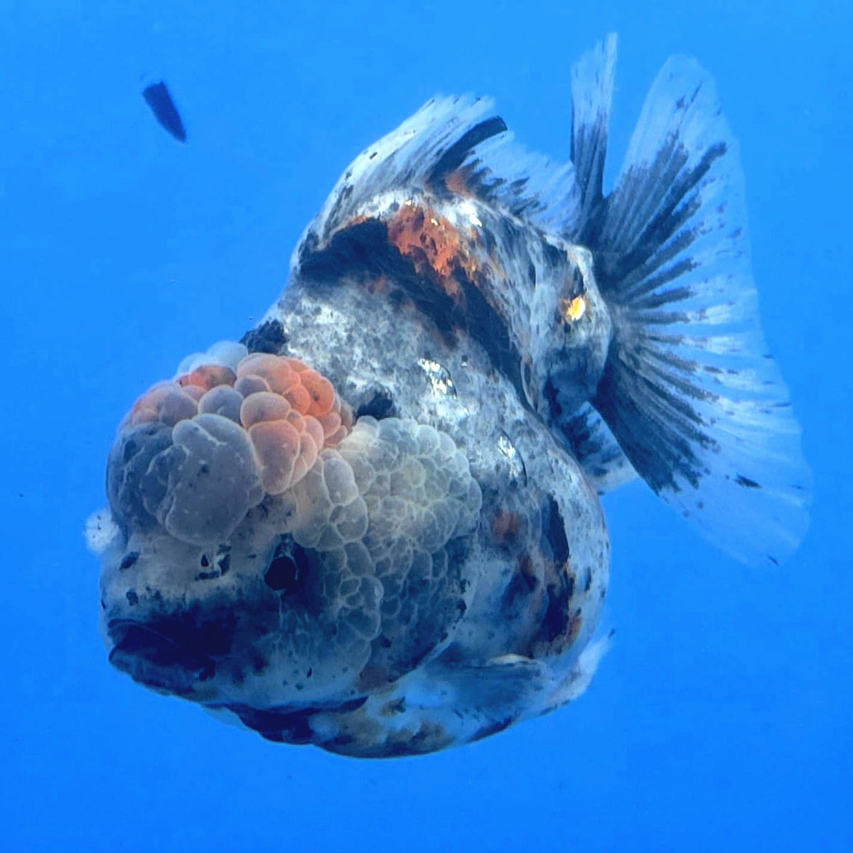 Thai Oranda Gray Kirin Tiger Godzilla 3.5 inch Body Female (FEB-935)BLUETUBC