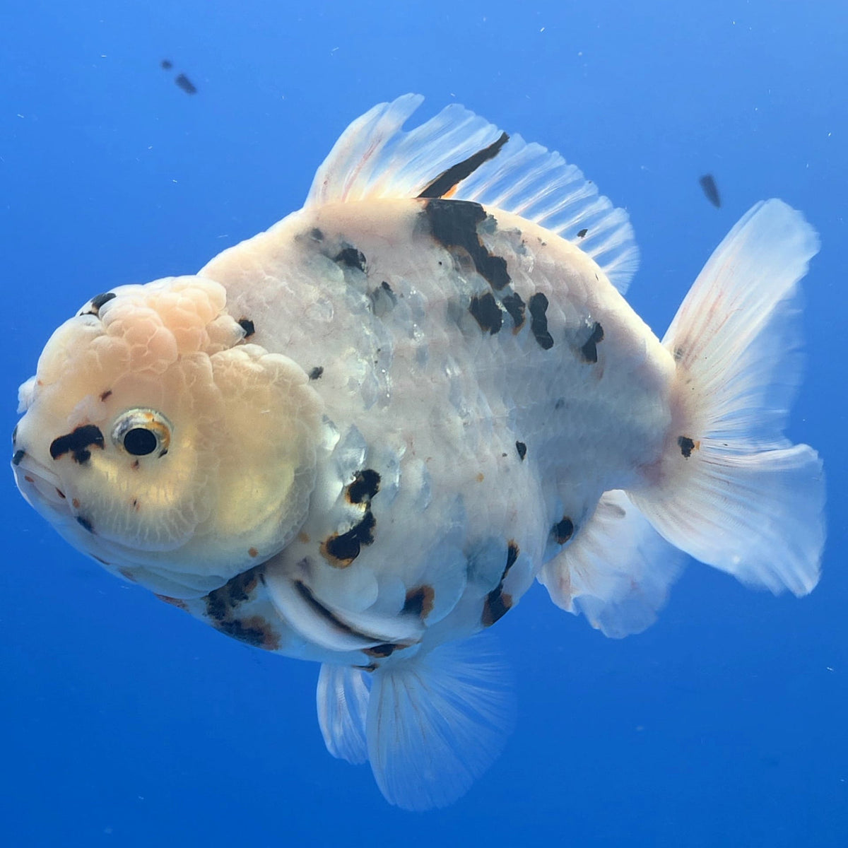 Thai Oranda White Tiger Tiger Godzilla 4.5 inch Body Female (FEB-937)BLUETUBC