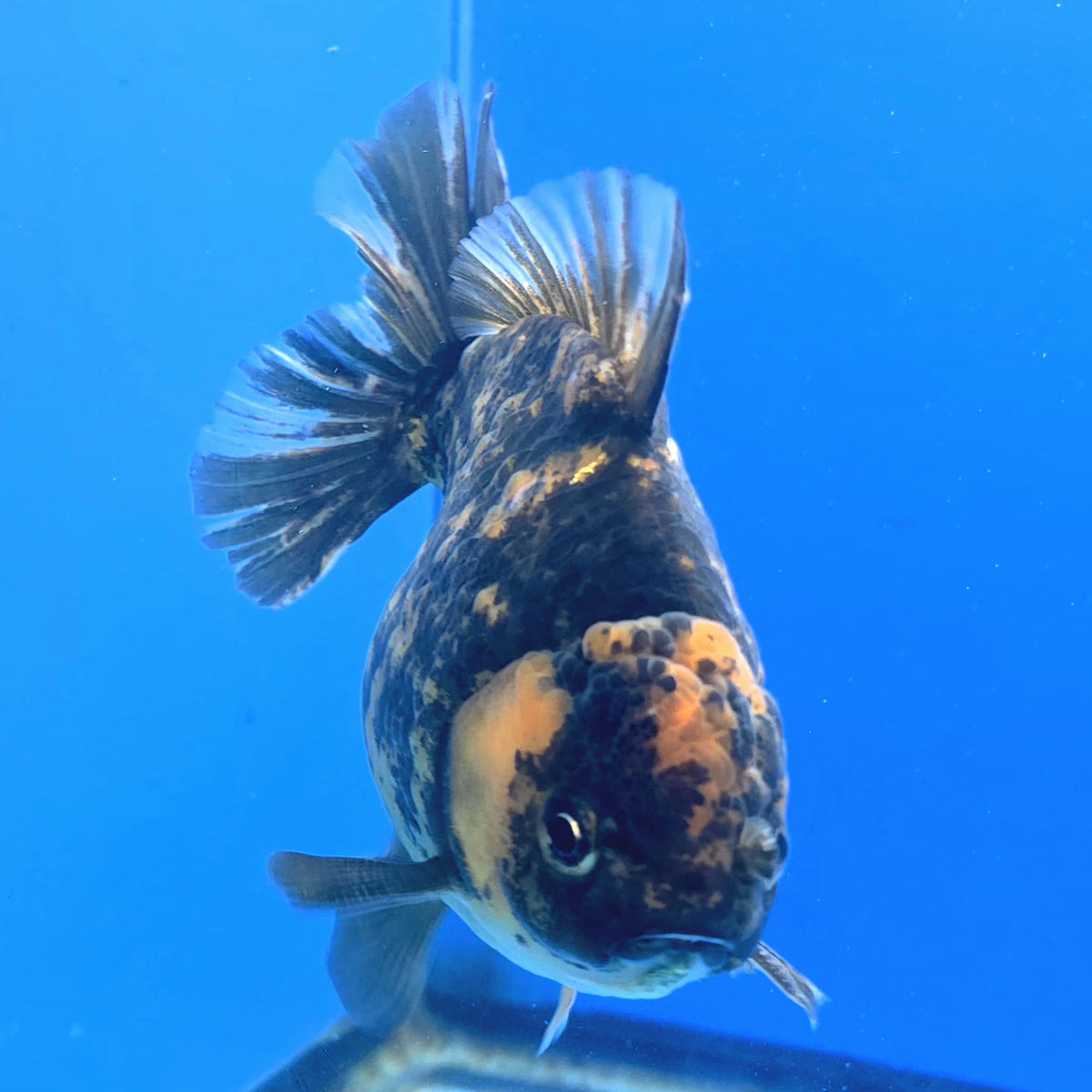 Thai Oranda Tiger Godzilla 4 inch Body Female (FEB-941)BLUETUBC
