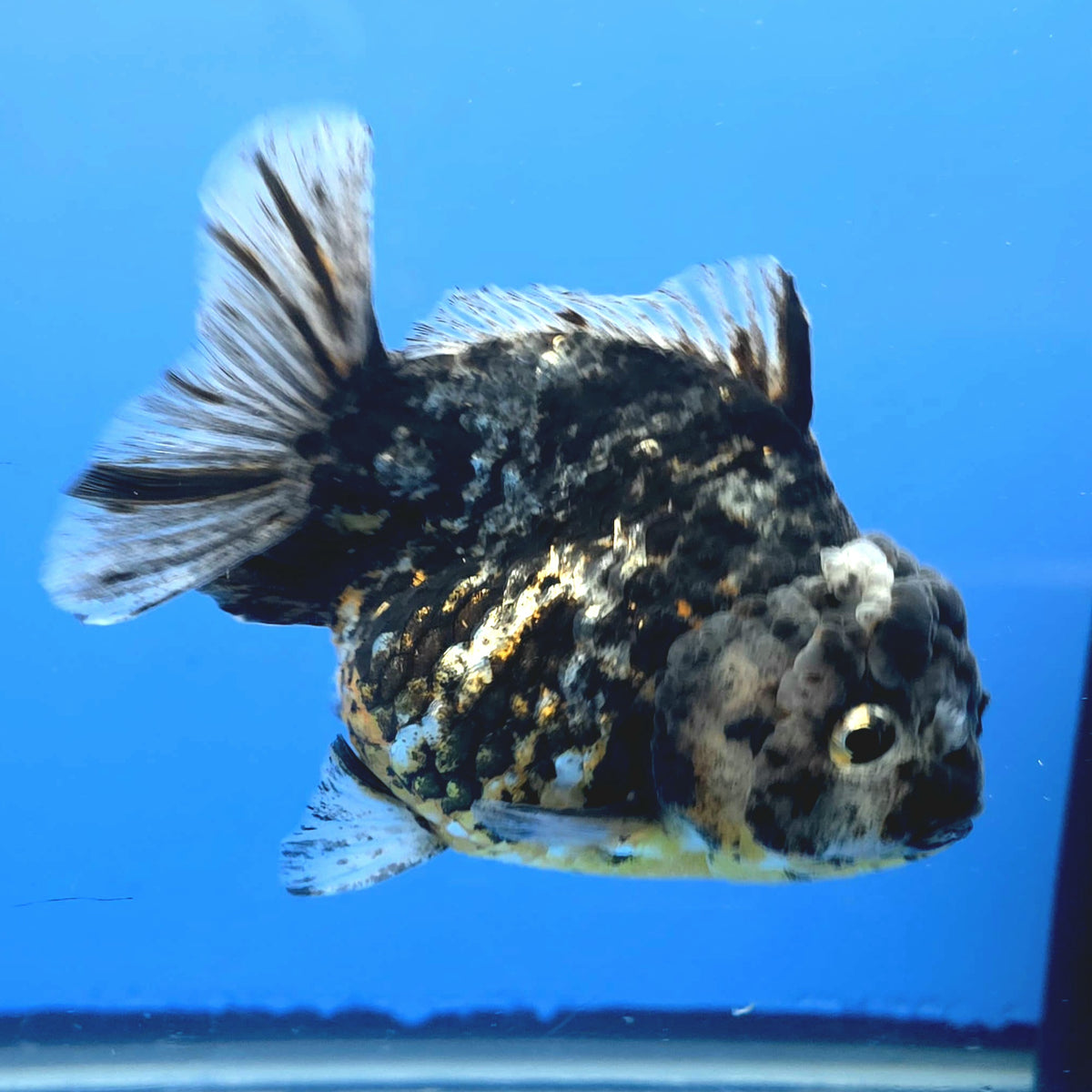 Thai Oranda Dark Granite Tiger Godzilla 4 inch Body Female (FEB-947)BLUETUBC