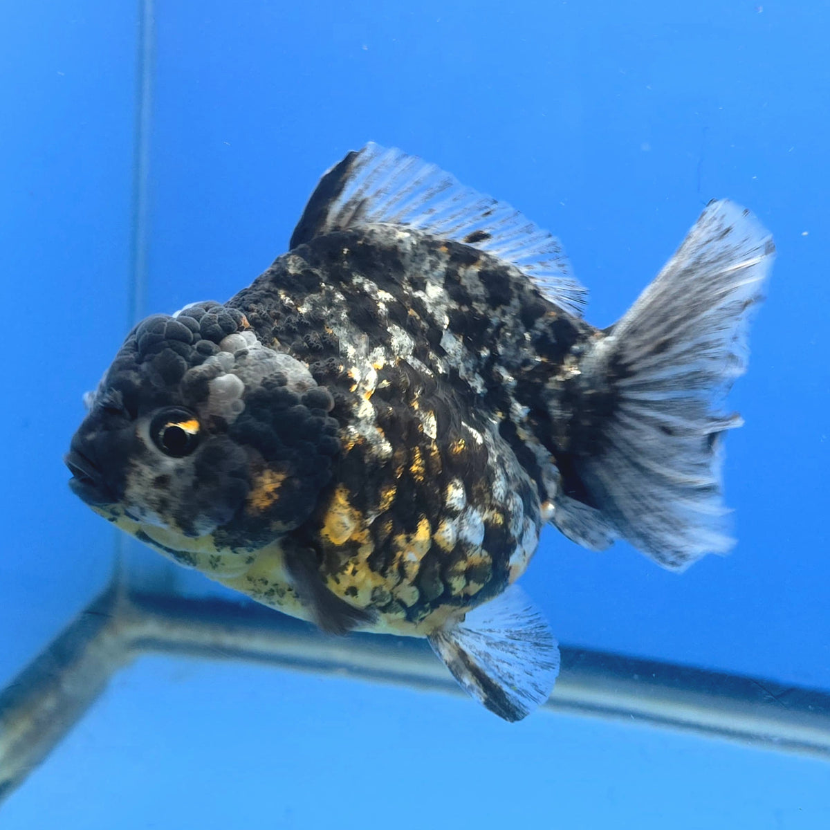 Thai Oranda Dark Granite Tiger Godzilla 4 inch Body Female (FEB-947)BLUETUBC
