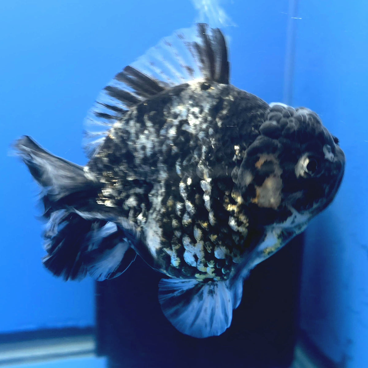 Thai Oranda Dark Granite Tiger Godzilla 3.5 inch Body male (FEB-949)BLUETUBC