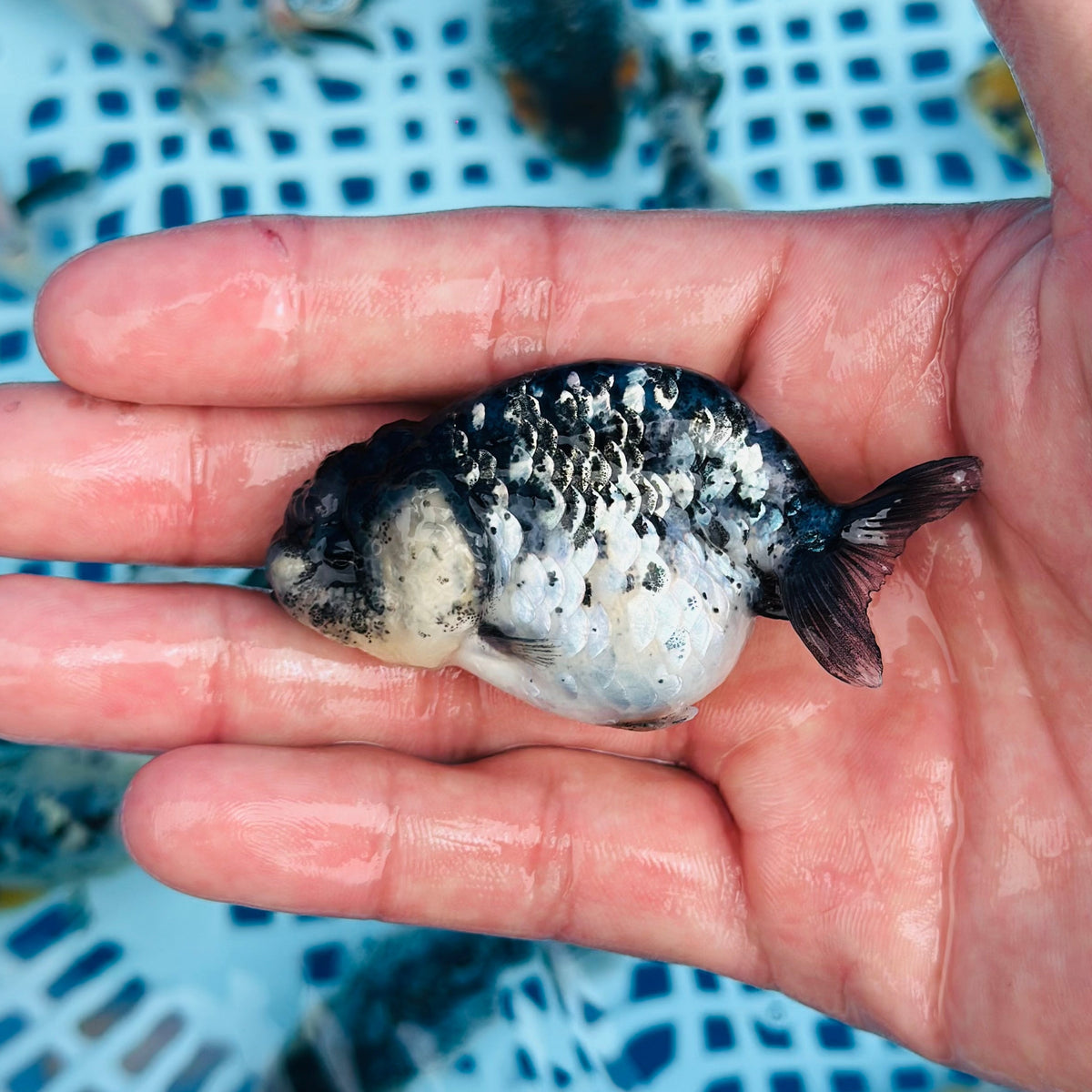 Live Fancy Goldfish Premium Select Our Choice Granite Calico Ranchu (CGF-082)