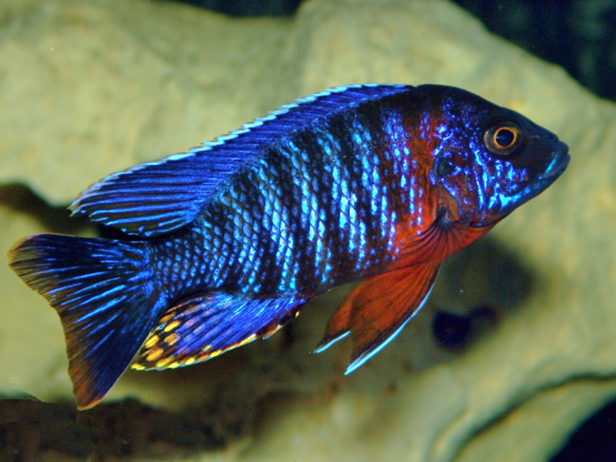 Live Freshwater Cichlid Red Shoulder Blue Peacock Cichlid (Aulonocara Hansbaenschi)(CHD-101)U010