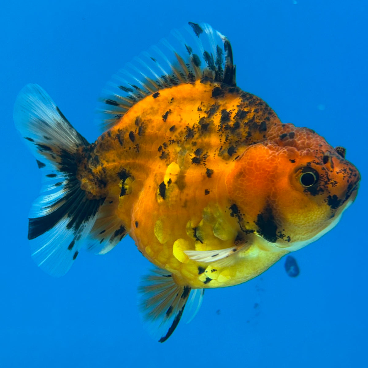 Thai Oranda Red Tiger Calico by Shogun Farm 3” Body Female(CK-1141)R3B18