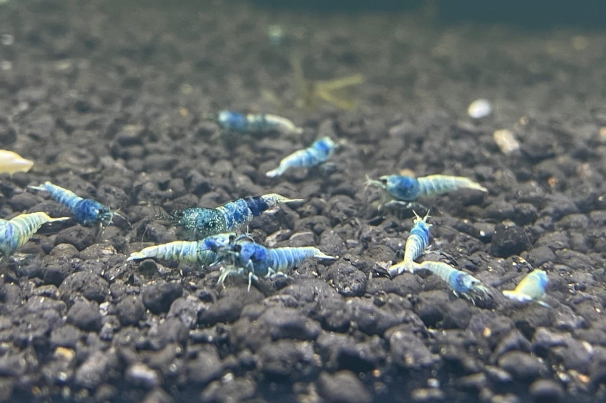 Live Freshwater Aquarium Shrimp Taiwan Bee Blue Bolt A/S Grade (Caridina)
