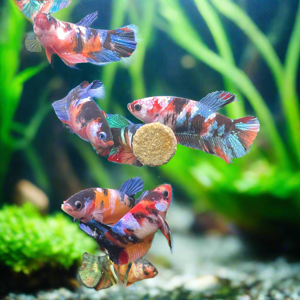 Black Koi Female Betta
