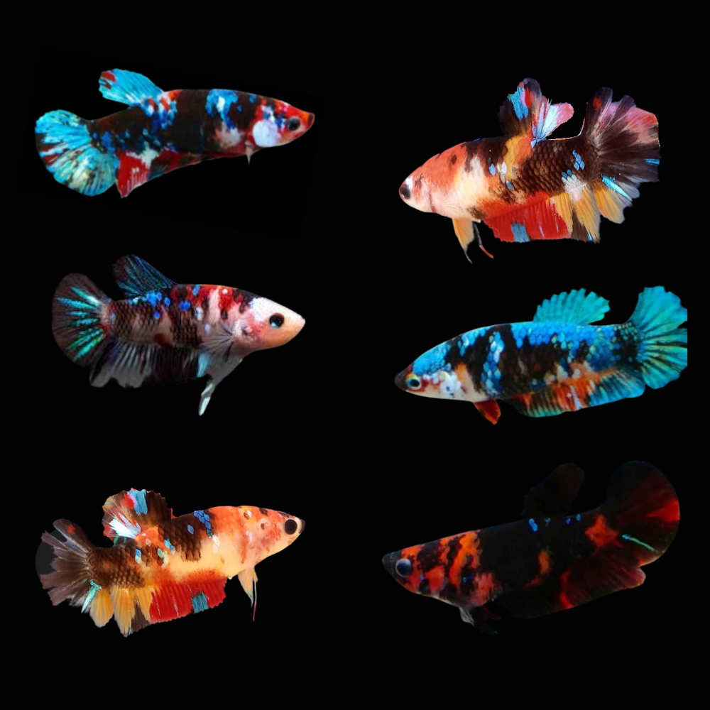 Black Koi Galaxy Female Betta Plakat