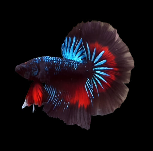 Black Galaxy Halfmoon Male Betta Rosetail Butterfly