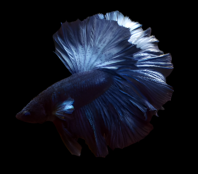 Steel Blue Halfmoon Male Betta Rosetail skyhawk