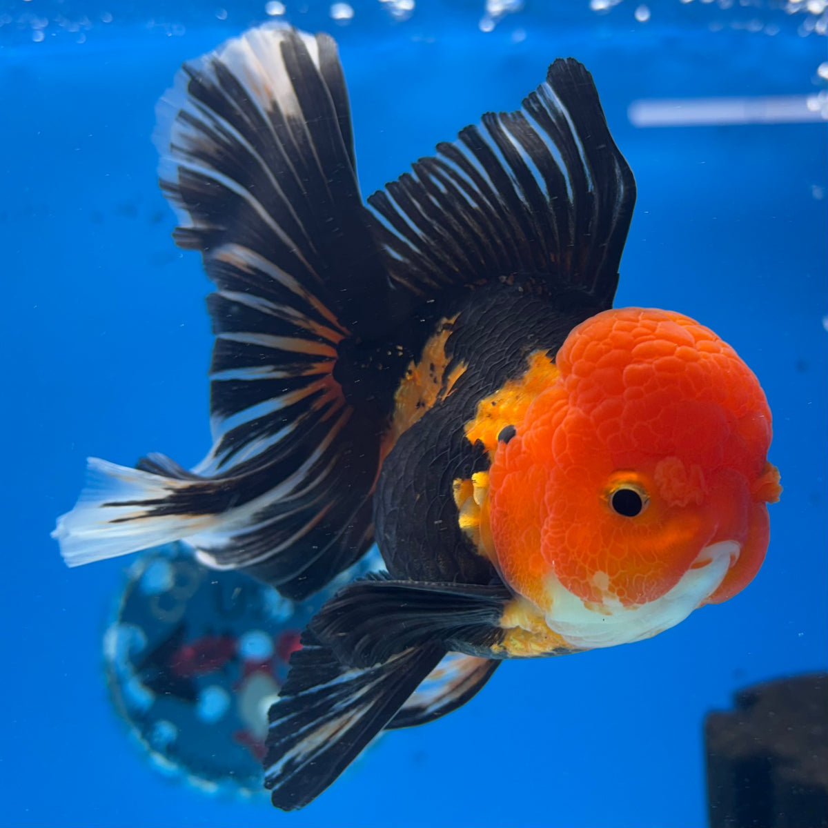 Thai Oranda Apache 3.5” Male(CK-1623)R2A07