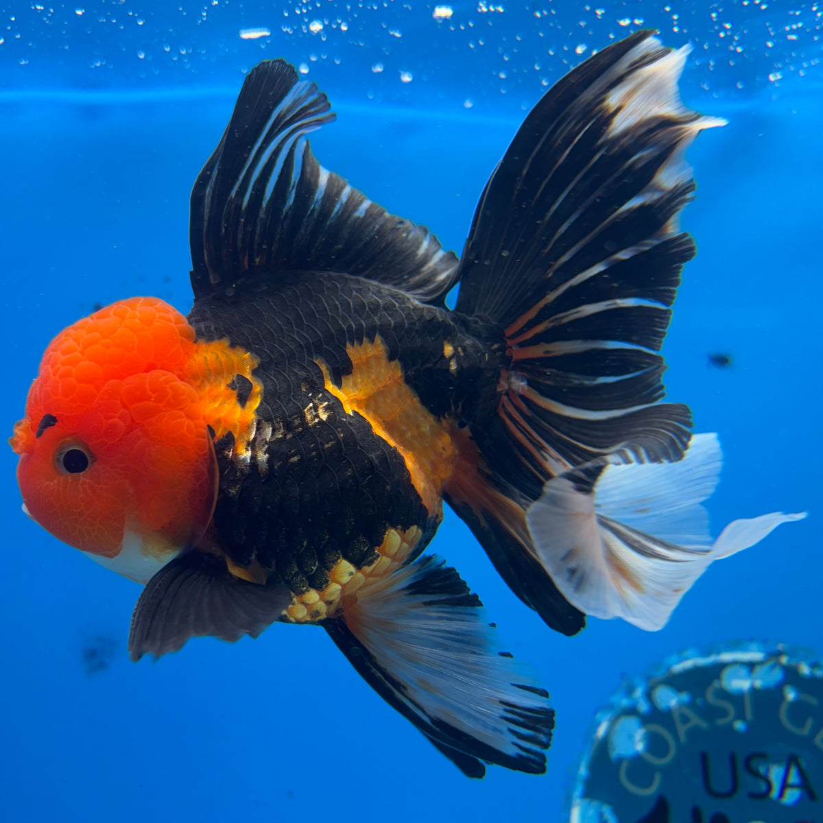 Thai Oranda Apache 3.5” Male(CK-1623)R2A07