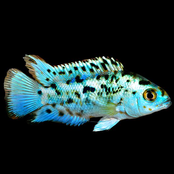 Electric Blue Jack Dempsey South American Cichlid