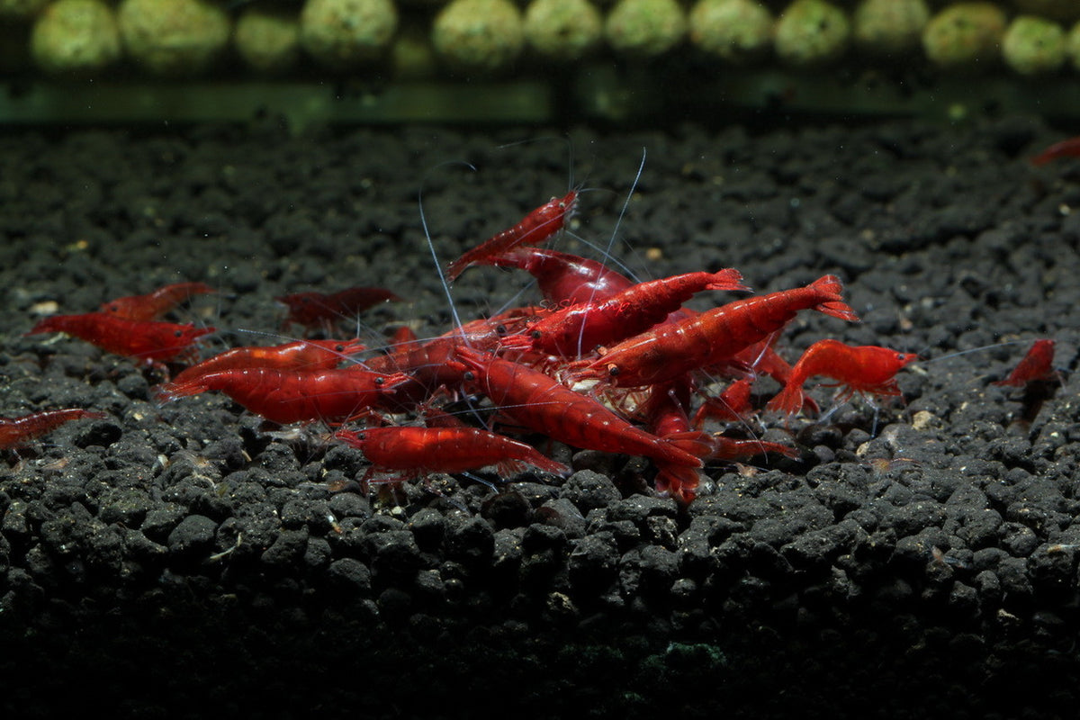 Live Freshwater Aquarium High Quality Painted Fire Red Shrimp 10/$30, 20/$50 (Neocaridina sp.)(FS-023)