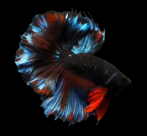 Black Galaxy Halfmoon Male Betta Rosetail