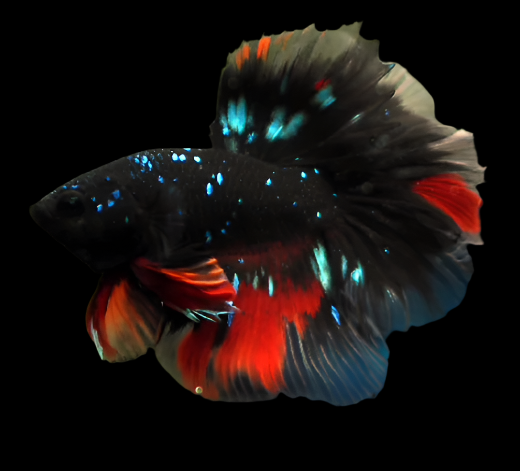 Black Galaxy Halfmoon Male Betta Rosetail