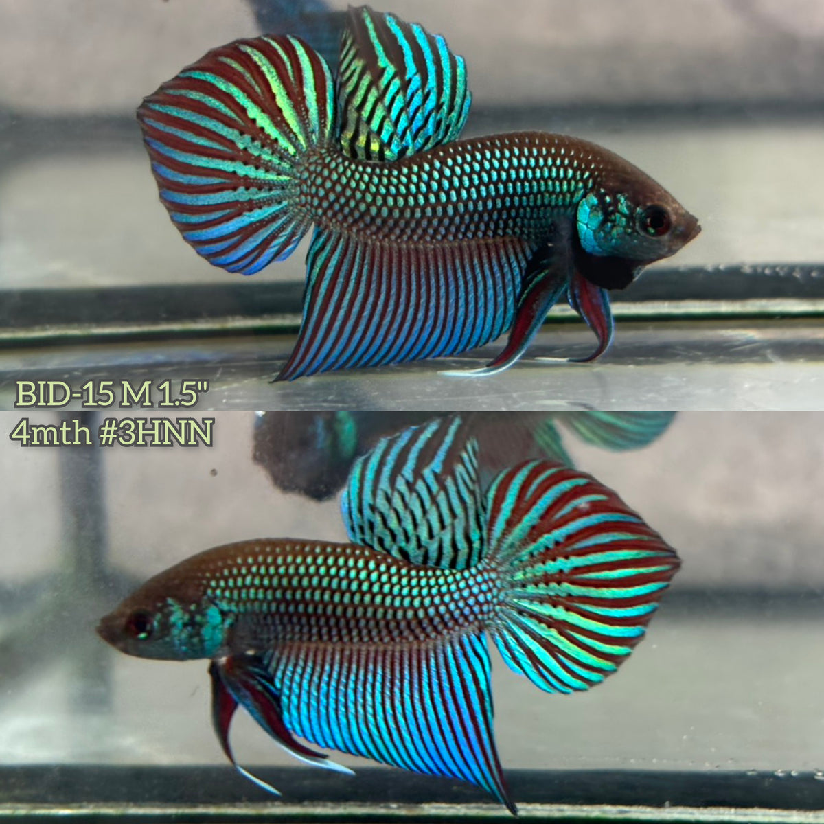 Live Male Betta Green Original Mahachai wild Plakat (BID-15) High quality What you see What you get!!