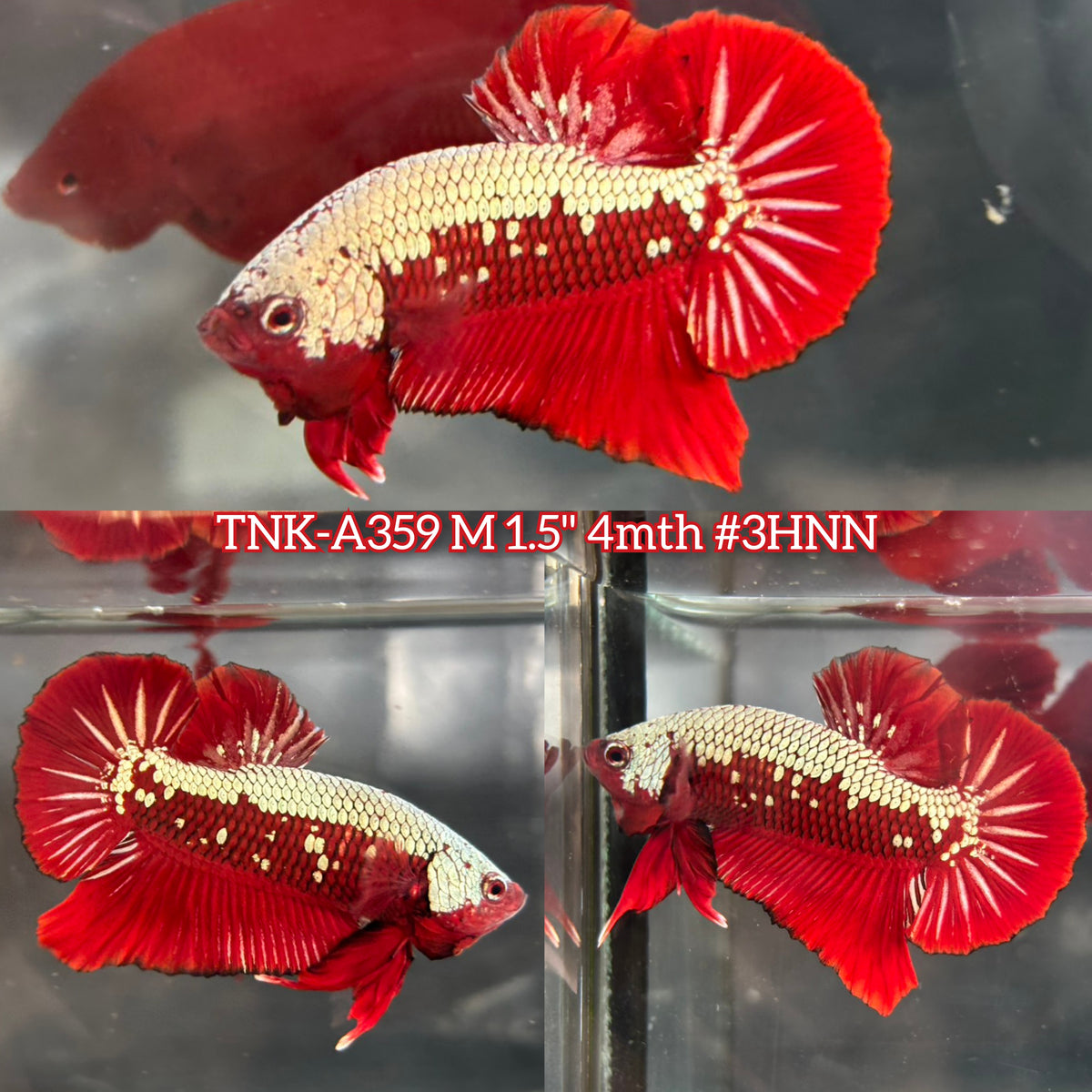 Live Male Betta Red Samurai Plakat Very Rare(TNK-A359) High quality what you see what you get!!