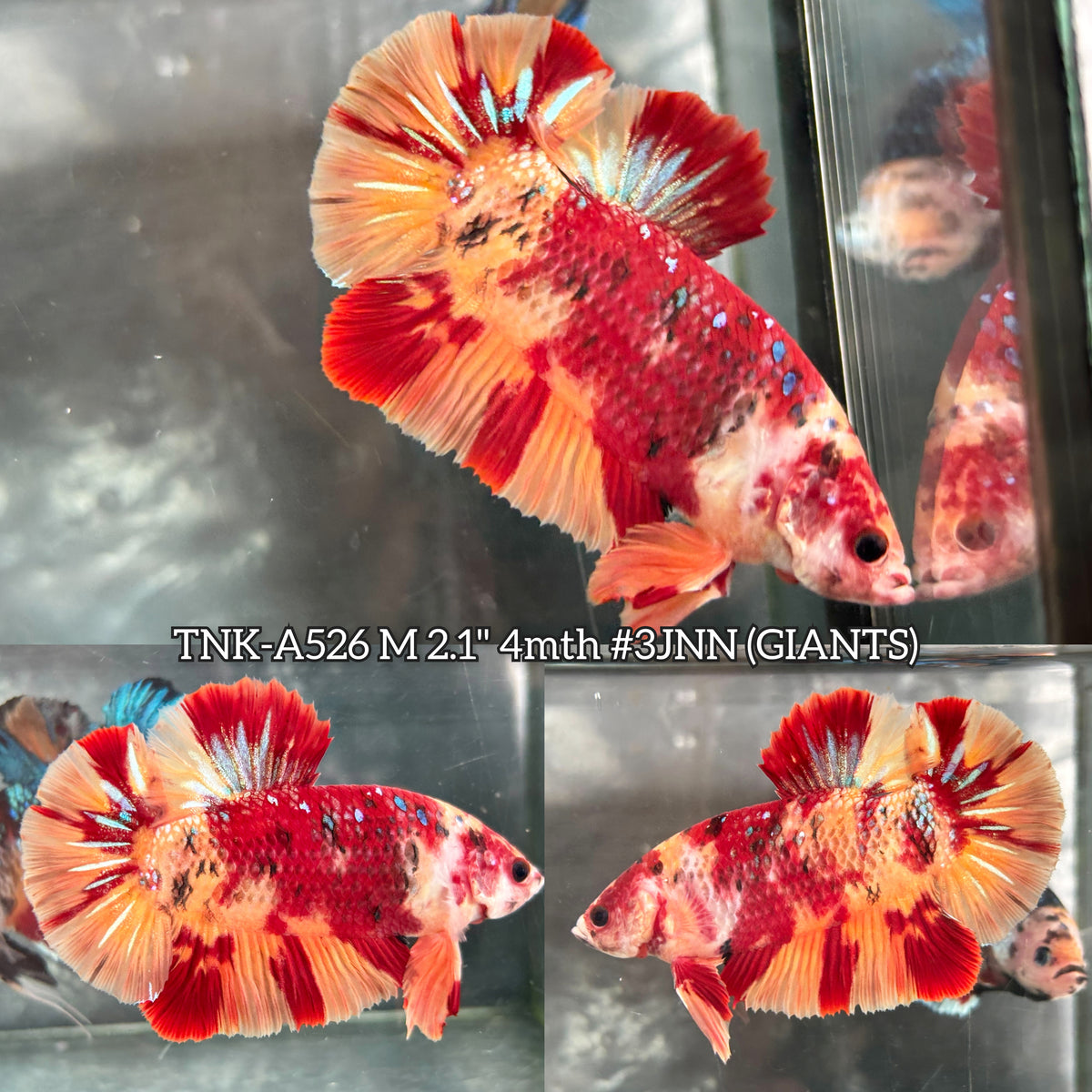 Live Male Betta Galaxy Nemo Giants Plakat (TNK-A526) High quality what you see what you get!!
