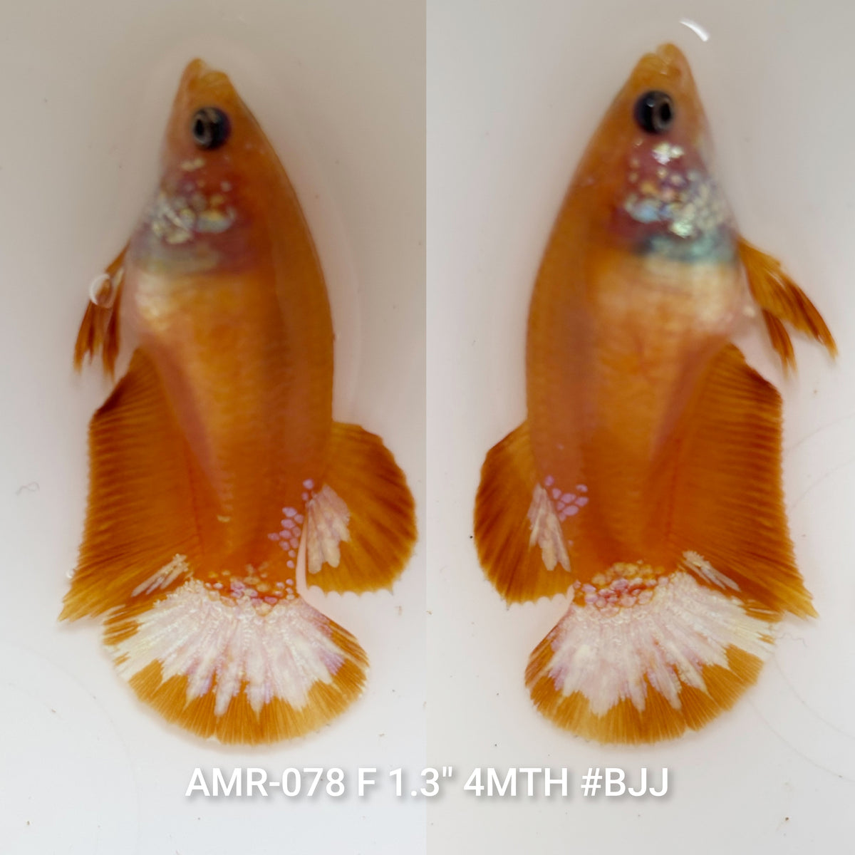 Live Female Betta Yellow Hellboy Startail Plakat (AMR-078)S134✔️ High quality what you see what you get!!