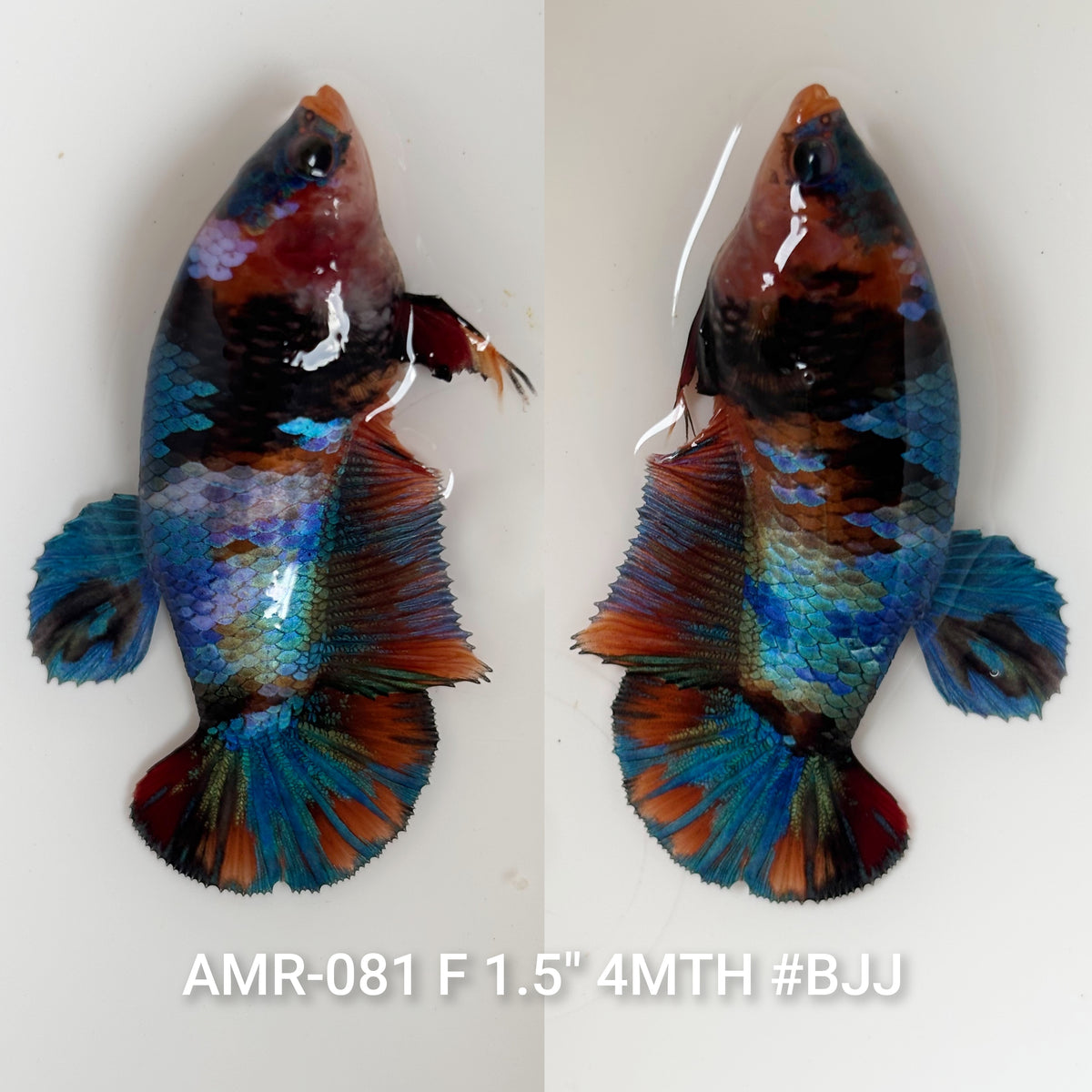 Live Female Betta Galaxy Koi Plakat (AMR-081)S138✔️ High quality what you see what you get!!