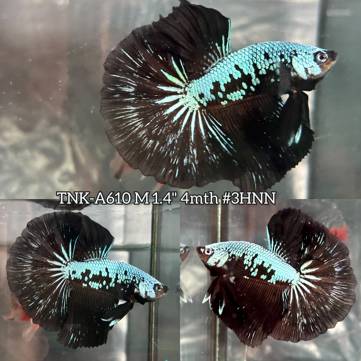 Live Male Betta Black Mamba Halfmoon (TNK-A610)H High quality What you see What you get!!