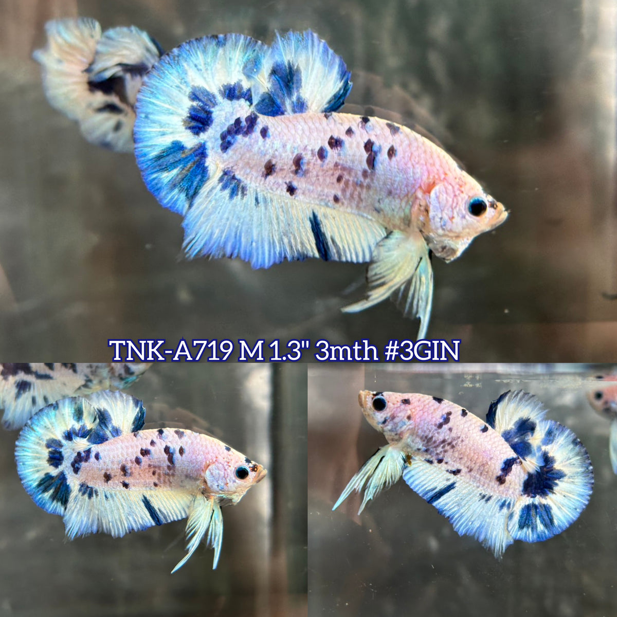 Live Male Betta Blue Marble Polkadot Plakat (TNK-A719) S041 High quality what you see what you get!!