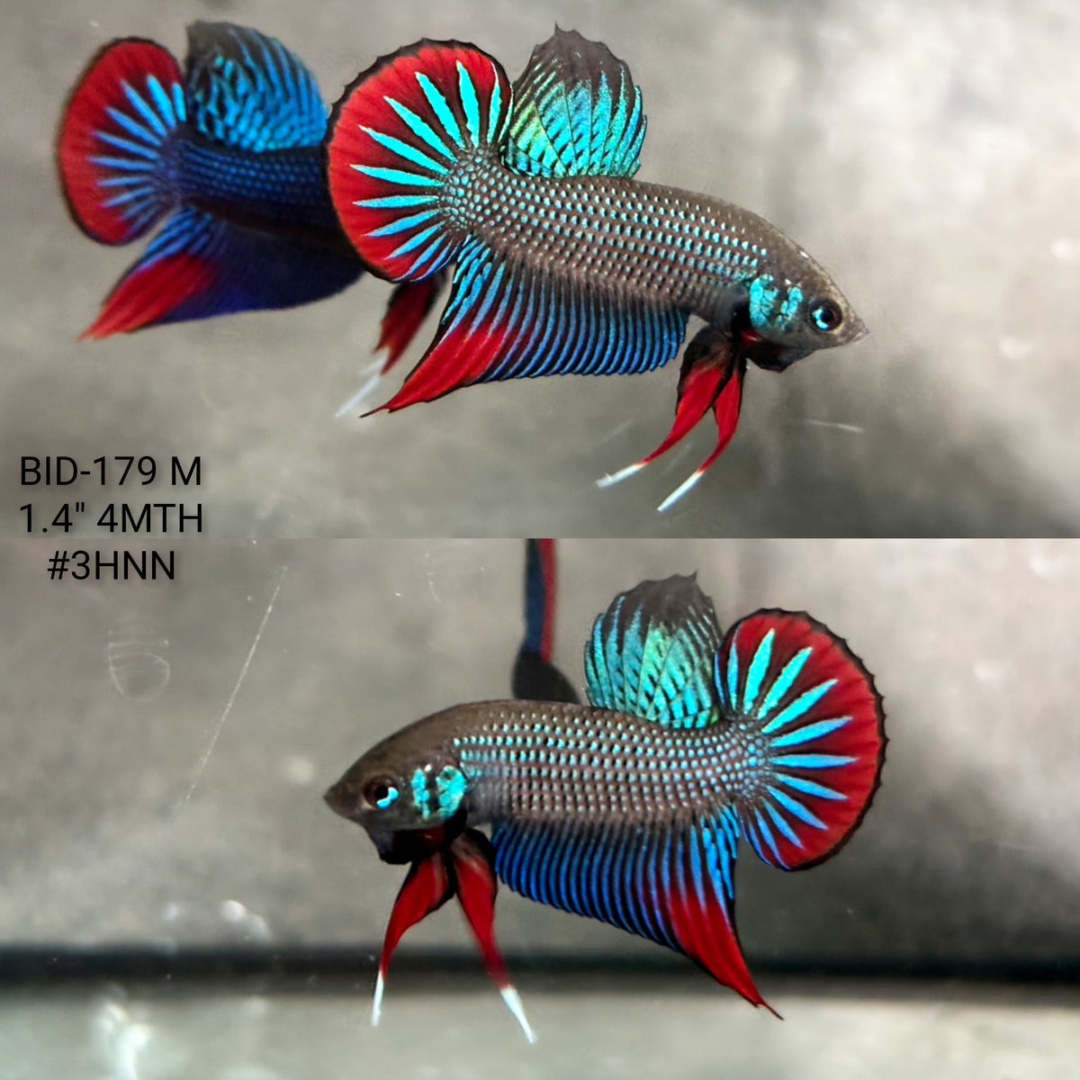 Live Male Betta Green Red Original Imbellis Wild Plakat (BID-179)S243 High quality what you see what you get!!